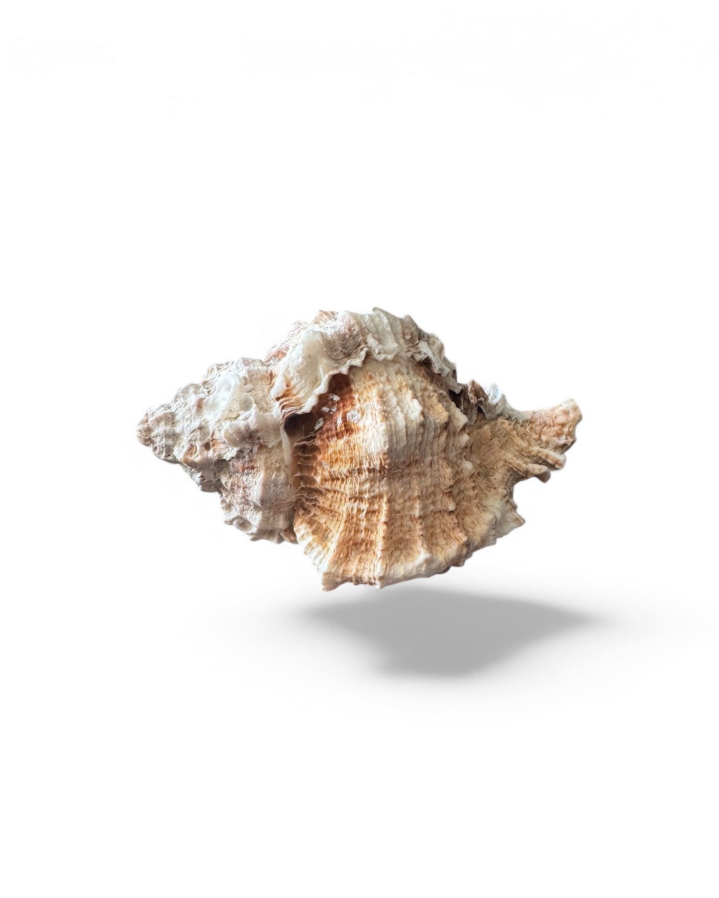 Oceana
